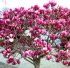 Magnolia - visul oricarei gradini