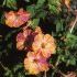 Mirabilis