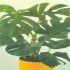 Monstera deliciosa