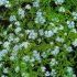 MYOSOTIS