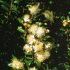 Myrtus