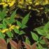 Nandina
