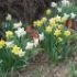 Toamna se planteaza lalelele si narcisele 	