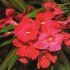 Nerine