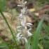 Ophiopogon