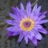 Inmultirea speciilor de nufar