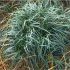 Ophiopogon
