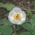 Paeonia