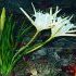Pancratium