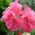 Pelargonium