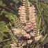PHISOSTEGIA