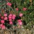 PHLOX