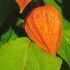 Physalis