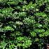 Pittosporum
