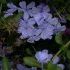 Plumbago