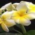 Plumeria