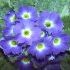 Primula