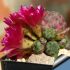 Sulcorebutia rauschii