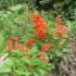 SALVIA