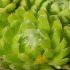 Sempervivum
