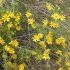 Senecio