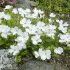 Silene