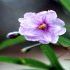 Solanum