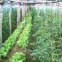 Lucrarile de intretinere a legumelor cultivate in solarii