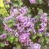 Syringa
