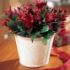 Schlumbergera