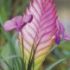 Tillandsia Cyanea