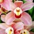 Cymbidium