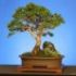 Tot despre bonsai