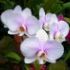 Phalaenopsis