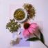 Tratamentul cu echinacea (Echinacea purpurea)