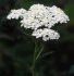 Coada soricelului - Achillea