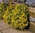 Alyssum