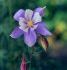 Aquilegia