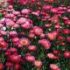 Aster