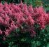 Astilbe
