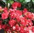 Plantele decorative si copii