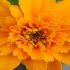 Tagetes