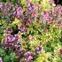 Thymus