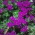 Verbena