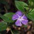 Vinca