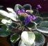 Cum ingrijim violeta africana