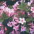 Weigela