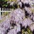 Wisteria