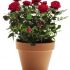 Plante decorative de interior. Trandafirul pitic