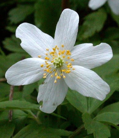 Anemona sau Floarea Pastelui
